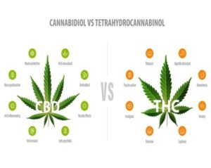 thc vs cbd gummies